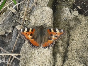 ‘A small tortoiseshell sunning itself by the cycleway (where the beck goes underground) opposite Canal Rd, taken while volunteering with BEES.’ 