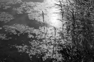 ‘Walking in Pitty Beck early in the morning I noticed the sun shining on a pond and the reed/grass that was growing in it was bending in the wind.’ 