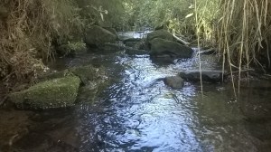 ‘I liked the reflections on the water.’ 